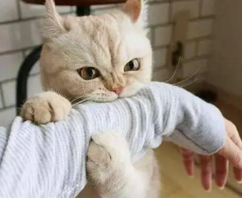 想要养一只猫咪,老爸不愿意,如今对猫咪态度,比对我还好! 想要养一只猫咪,老爸不愿意,如今对猫咪态度,比对我还好!
