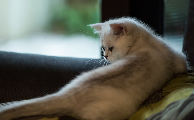 别吸了，你可能已中“猫毒”