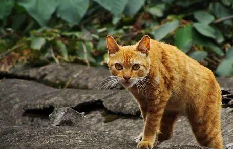 诗经里猫的名字
