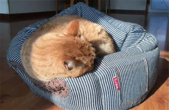 小猫不肯睡猫窝 小猫不肯睡猫窝