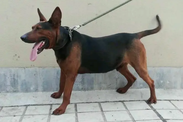 最好最纯的莱州红犬在哪买