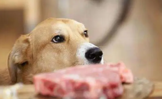 狗能吃肥肉吗 狗能吃肥肉吗