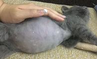 普通猫腹水可以自愈吗