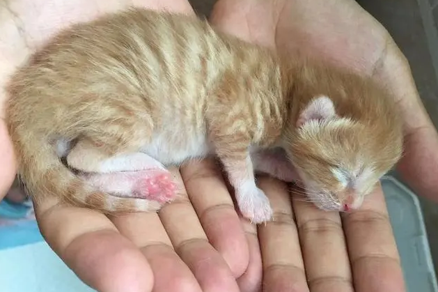 母猫第一次生产需要多久 母猫第一次生产需要多久