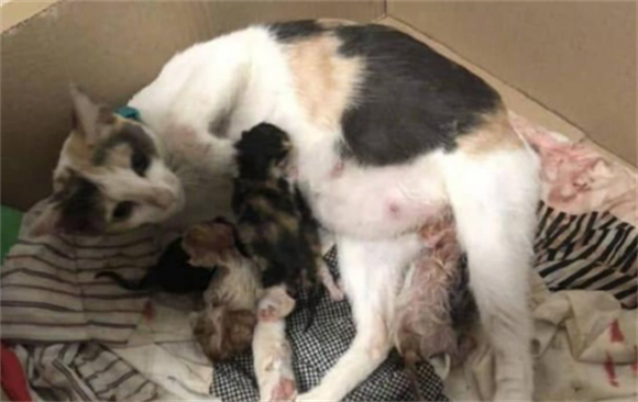 猫一窝能生几只 猫一窝能生几只