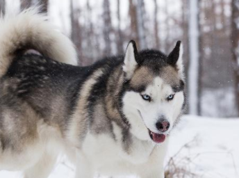 西伯利亚雪橇犬多少钱一只