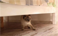 猫在床上拉屎什么原因