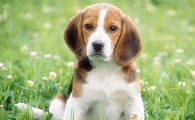 猎狐犬战斗机长啥样
