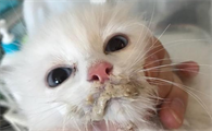 猫总拉稀但状态很好