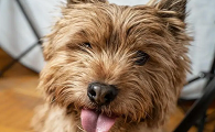 诺维奇梗犬价格多少钱一只
