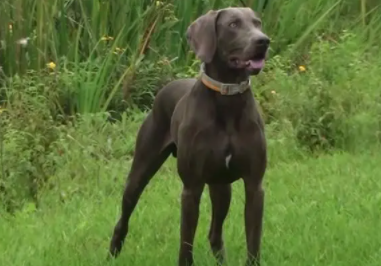 威马犬可以长多大