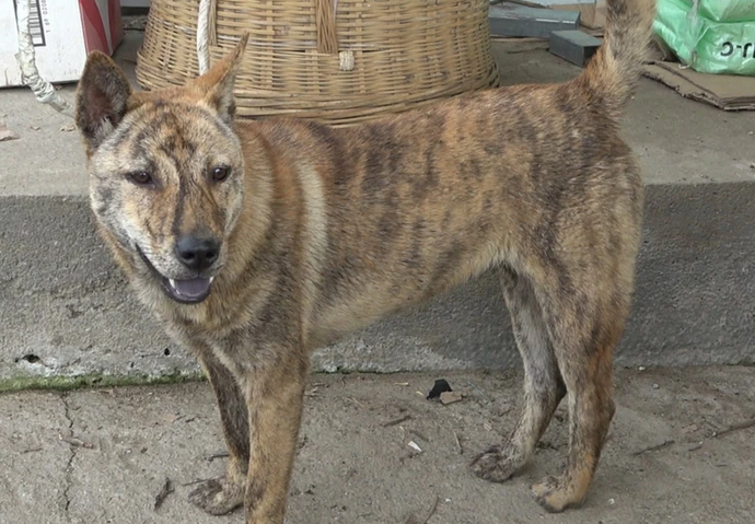 虎斑犬虎皮犬简介