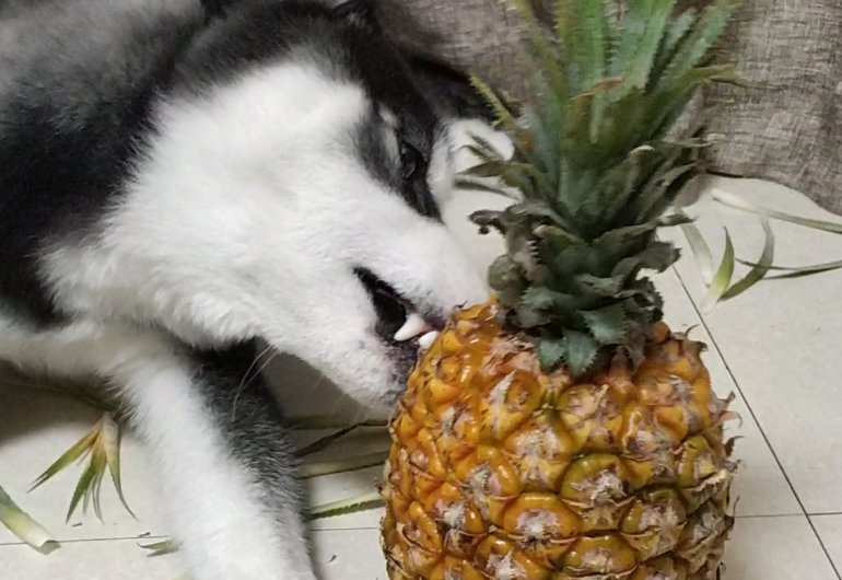 狗能吃菠萝吗 狗能吃菠萝吗