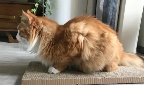 小猫驼背脊椎中段隆起