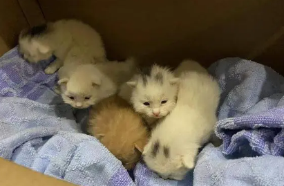 新领养的小猫一直躲着不出来 新领养的小猫一直躲着不出来