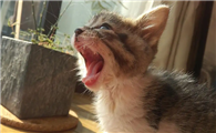 猫一直发出咕噜咕噜的声音
