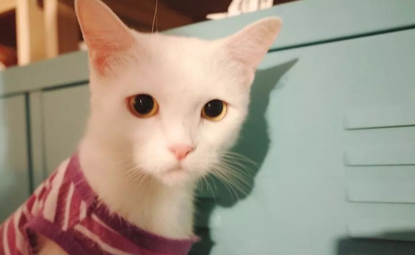 什么样的女人喜欢养猫