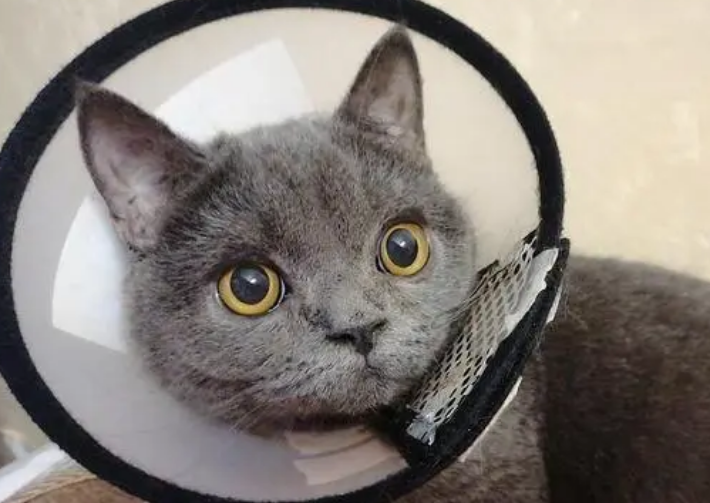 猫做完绝育手术几天可以摘脖圈