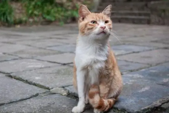 梦见杀了猫是什么预兆 梦见杀了猫是什么预兆