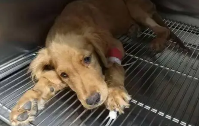 狗细小病毒怎么治疗