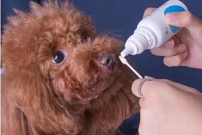 人用的眼药水狗狗可以用吗 人用的眼药水狗狗可以用吗