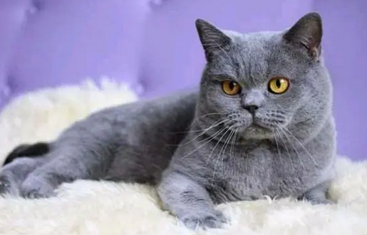 猫在家里凭空消失怎么找到