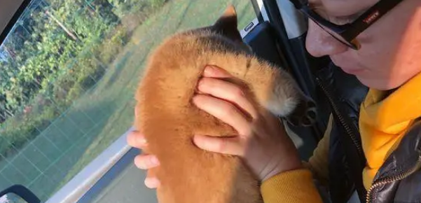 带柴犬出去玩儿,路上情绪不是很高,柴犬:晕车了! 带柴犬出去玩儿,路上情绪不是很高,柴犬:晕车了!