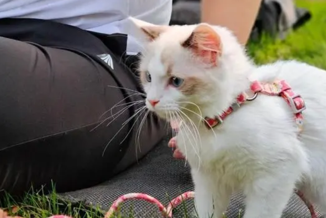 为什么母猫有两个蛋蛋 为什么母猫有两个蛋蛋