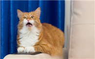 小猫总是叫个不停