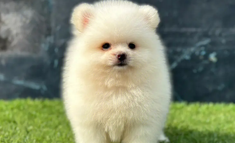 博美犬英文叫什么