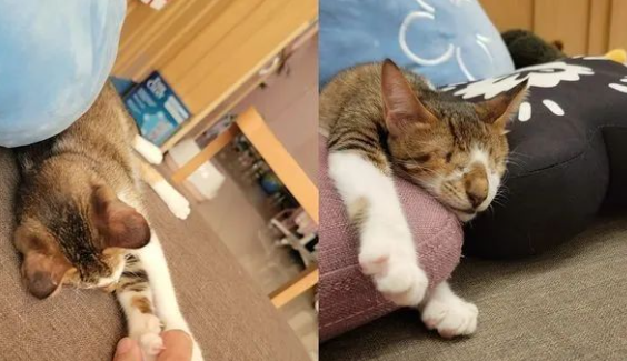 流浪猫因眼睛受伤做了摘除缝合,好不容易被领养却遭欺负... 流浪猫因眼睛受伤做了摘除缝合,好不容易被领养却遭欺负...