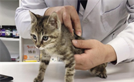 小猫打疫苗多少钱
