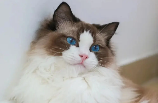 猫疫苗多少钱一针