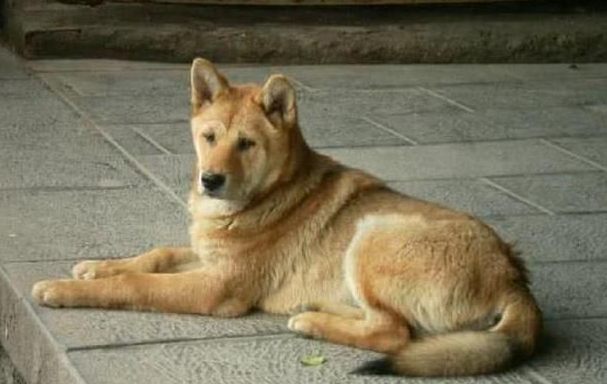 狗死后处理