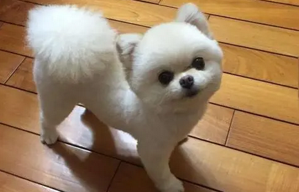 博美圆脸发型怎么剪