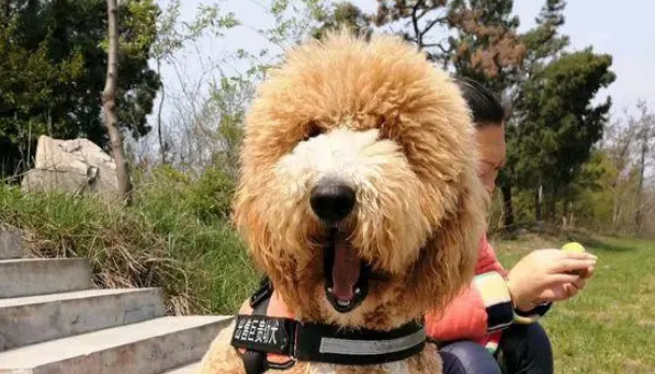 养只大泰迪的感受就两个字,带出去它就是“焦点” 养只大泰迪的感受就两个字,带出去它就是“焦点”