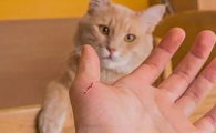 猫抓病会致死吗