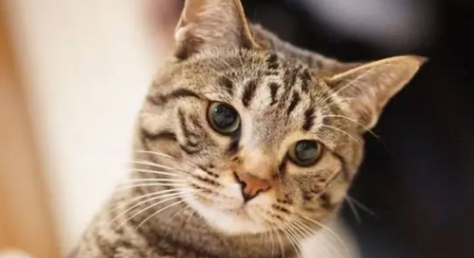 主人发现猫咪越来越大,以为是毛太多,刮掉毛后主人笑喷 主人发现猫咪越来越大,以为是毛太多,刮掉毛后主人笑喷