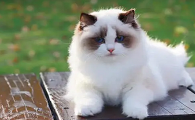 世界上最温顺的猫