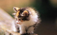女人梦到各种各样的猫