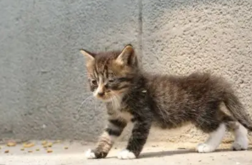 路遇小野猫“碰瓷”，当然想要抱回家，不过该有的准备一样不能少