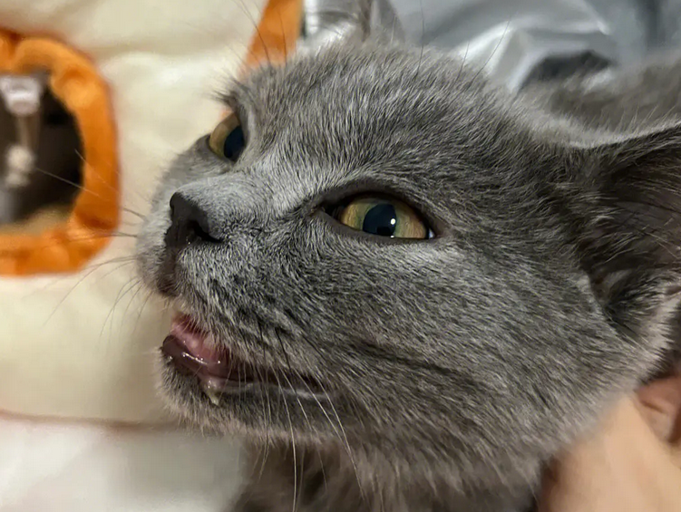 猫嘴唇里面边缘黑