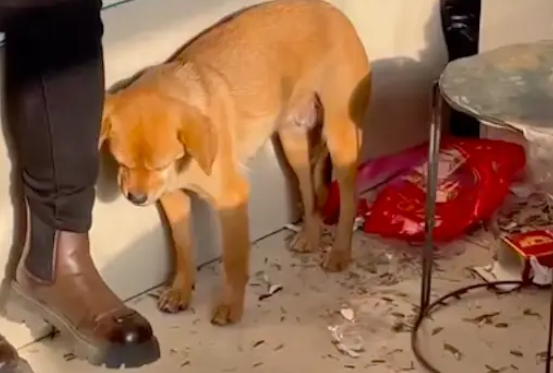 狗狗困得站在地上就睡着了,还坚持强撑着,干嘛不去好好睡觉呀! 狗狗困得站在地上就睡着了,还坚持强撑着,干嘛不去好好睡觉呀!