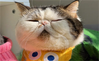 小猫一般多久睁眼