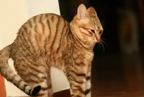 猫走路腰一直拱起来