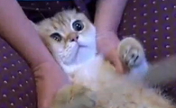 猫做b超能检查什么