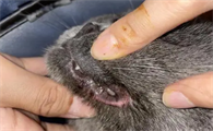 猫嘴巴上黑黑的一层结痂是啥