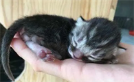 猫只生一只象征什么