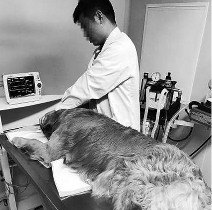 河南整治宠物医院:看病比人贵 无证经营乱象频出 河南整治宠物医院:看病比人贵 无证经营乱象频出