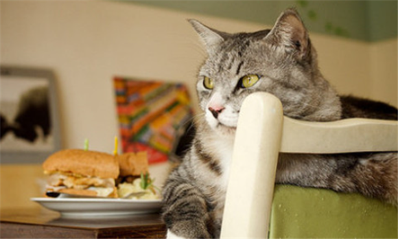 小猫不能吃什么食物